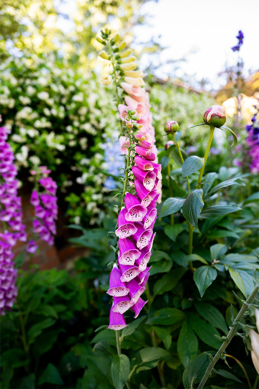 pink flowers