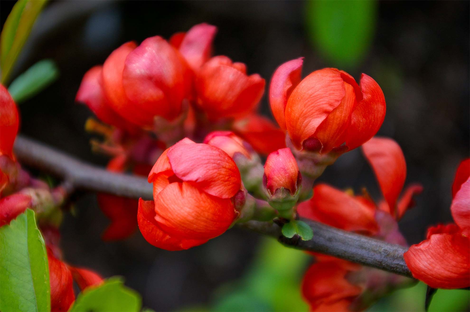 branch with red flowers